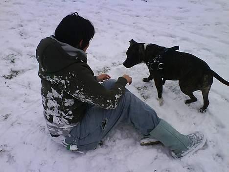 Amerikansk staffordshire terrier zinko #R.I.P# billede 13