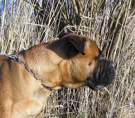 Bullmastiff Bullhouse Dina*Brak's*  billede 14