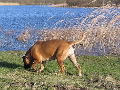 Bullmastiff Bullhouse Dina*Brak's*  - snuse,snuse muldvarpeskud...... billede 15