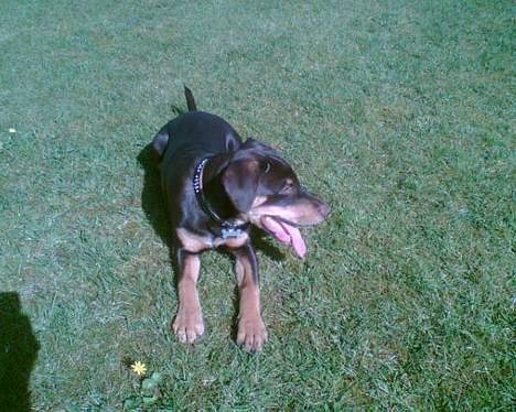 Blanding af racer Bailey - Nyder solen i haven. billede 17