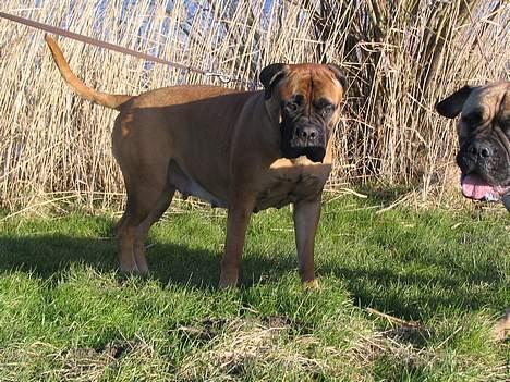 Bullmastiff Bullhouse Dina*Brak's*  - Maddie du vover på at brase ind i mig! billede 16