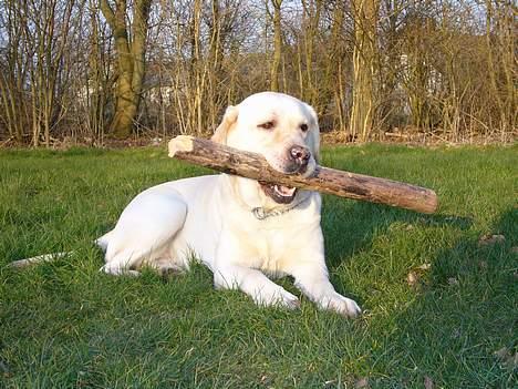 Labrador retriever Agnes billede 8