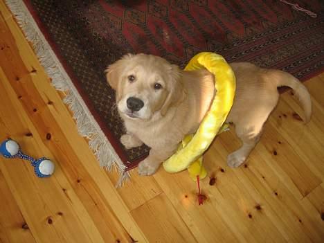 Golden retriever Ally billede 12