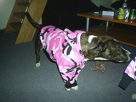 Amerikansk staffordshire terrier nova billede 17