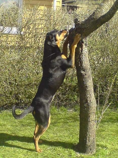 Rottweiler Basse (født Bacon) - jeg er ingen hund, jeg er et egern billede 9