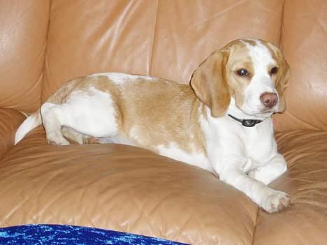 Beagle Toffifee - min lille nysgerige toffi billede 1