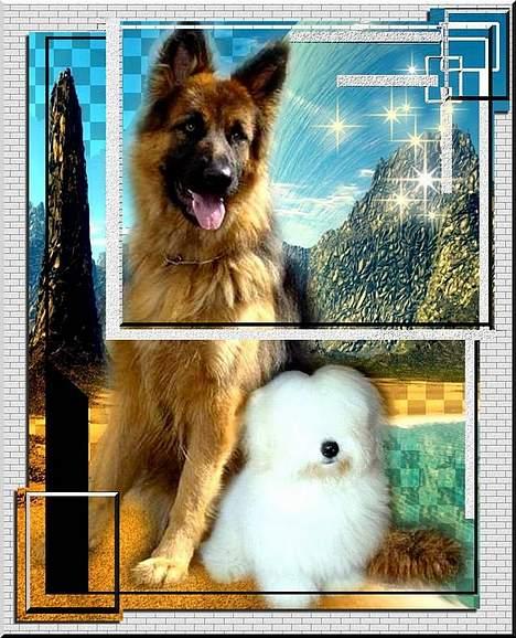 Schæferhund Slottes Sasja billede 11