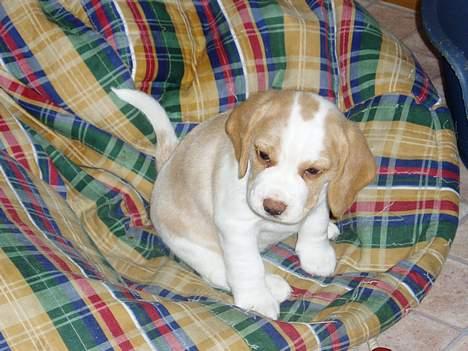 Beagle Toffifee - Toffi da hun var lille baby billede 2