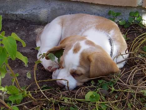 Beagle Toffifee - man bliver hurtig træt når man leger meget, når man ikke er så stor billede 3