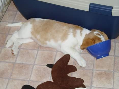 Beagle Toffifee - sjov måde at ligge at sove på... billede 4