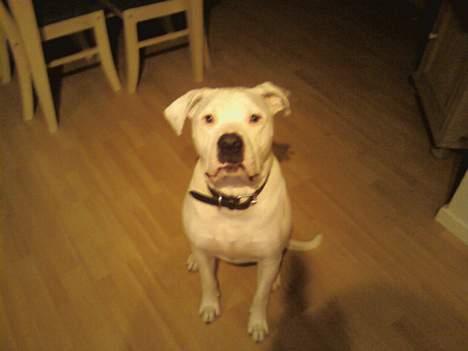 Amerikansk bulldog *Tjako* billede 4