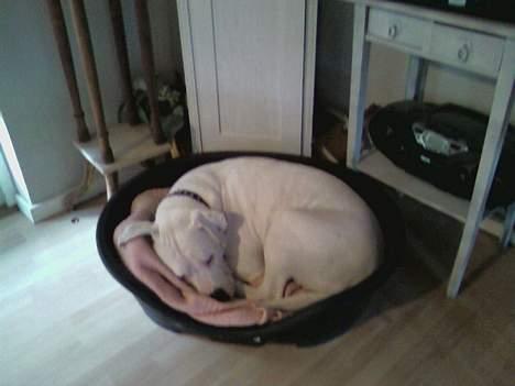 Amerikansk bulldog *Tjako* billede 6