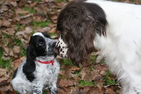 Cocker spaniel Mika - Hej hej Maggie billede 6