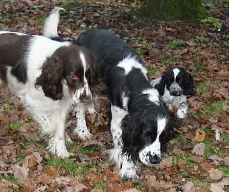 Cocker spaniel Mika - Hygge sammen med Indi og Maggie billede 7