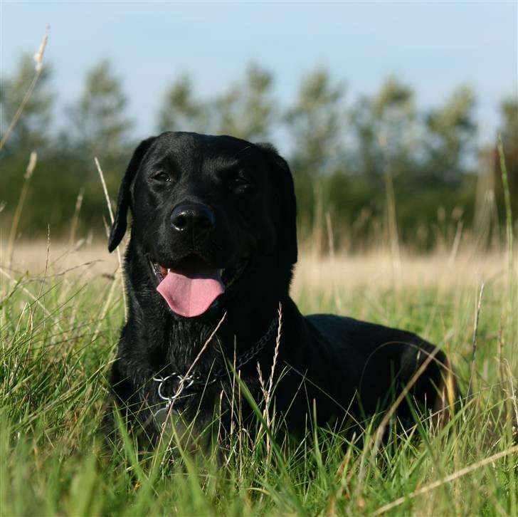 Labrador retriever Nynne ;-) billede 3