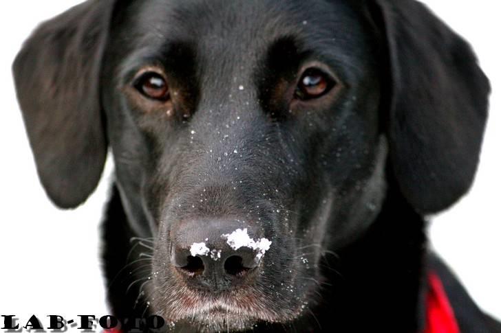 Blanding af racer Bette billede 2