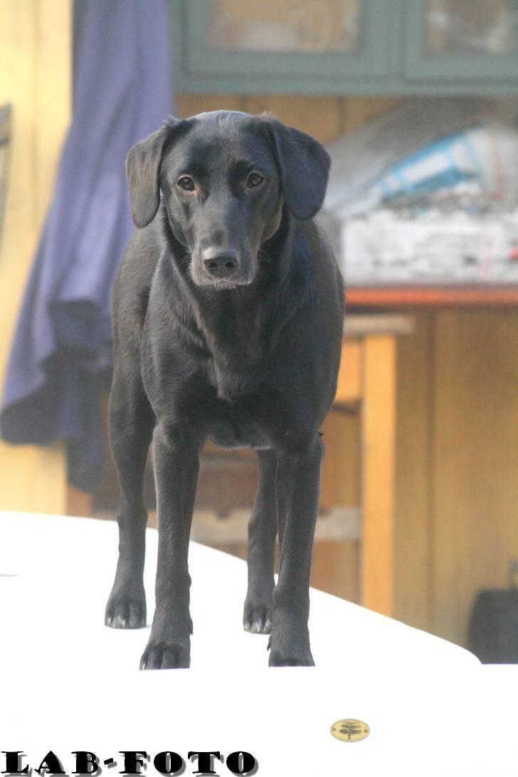 Blanding af racer Bette billede 3