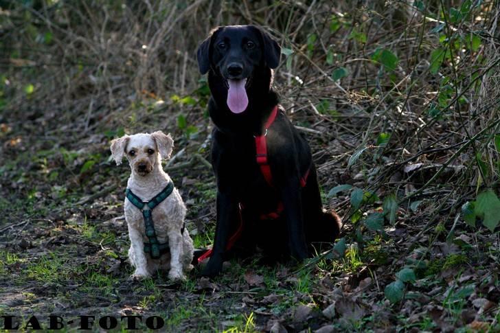 Blanding af racer Bette billede 4