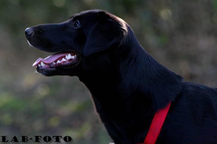 Blanding af racer Bette billede 5