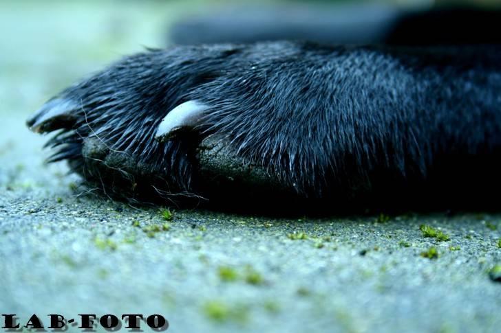 Blanding af racer Bette billede 6