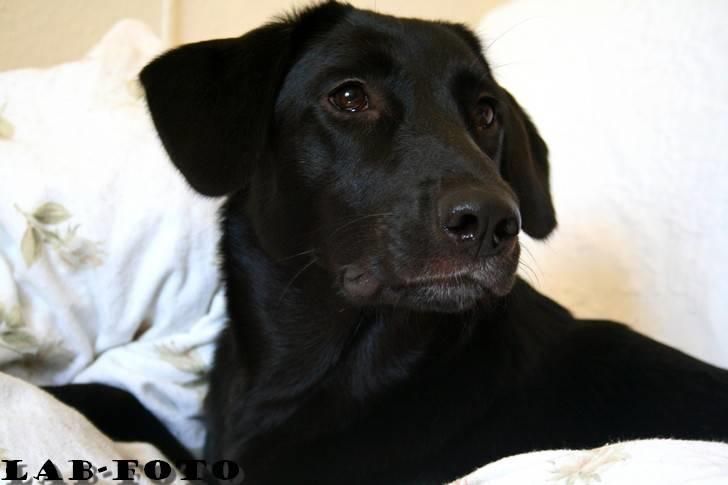 Blanding af racer Bette billede 7