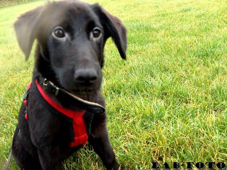 Blanding af racer Bette billede 8