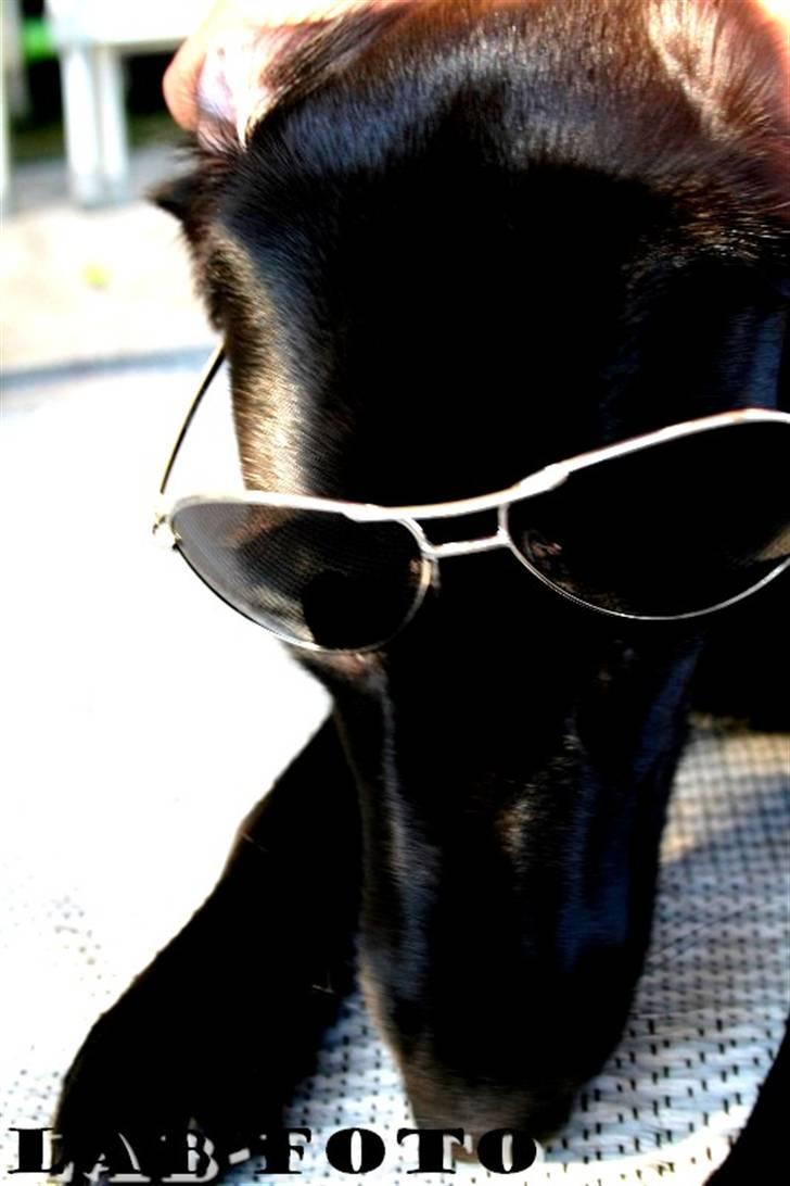 Blanding af racer Bette billede 9