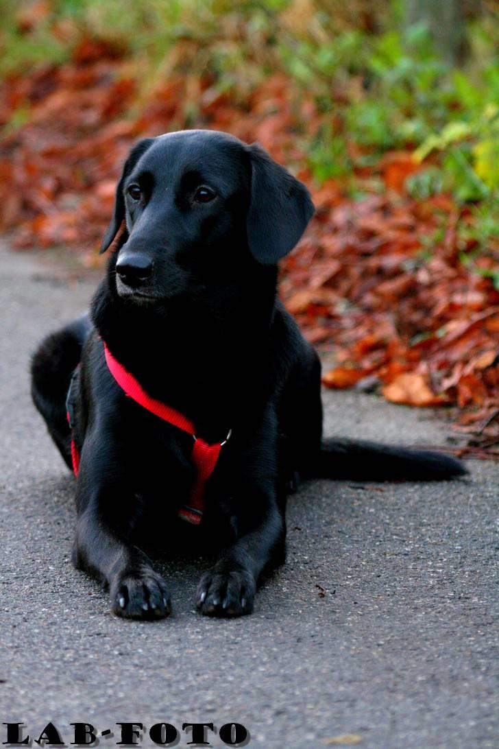 Blanding af racer Bette billede 10