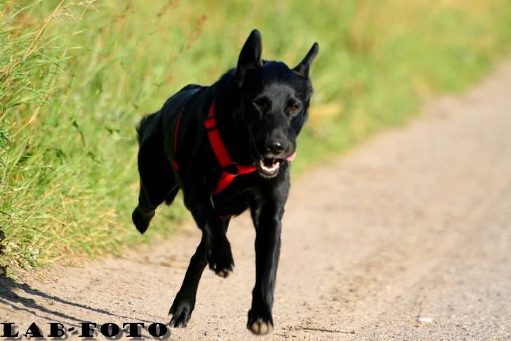 Blanding af racer Bette billede 11