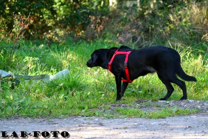 Blanding af racer Bette billede 12