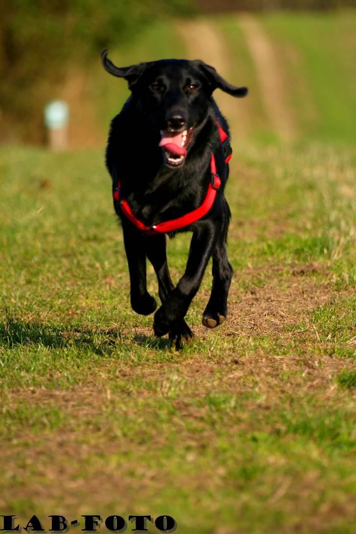 Blanding af racer Bette billede 13