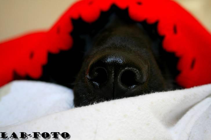 Blanding af racer Bette billede 14