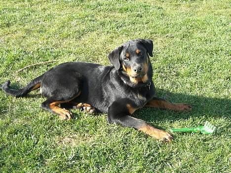 Rottweiler Elmedige´s Lord Kenzo - Hygger i haven billede 20