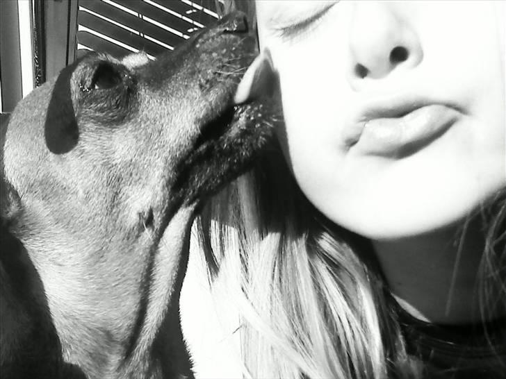 Dvaergpinscher Nuller - RIP† - det vi havde var unikt. jeg vil aldrig glemme dig, lille skat. billede 1