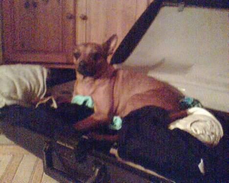 Dvaergpinscher Nuller - RIP† - rædselsslagen for at blive forladt.. men du forlod os først. billede 2