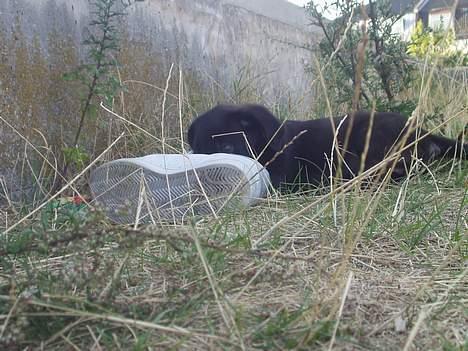 Blanding af racer Mini Rich - 2 dage efter jeg fik dig... billede 16