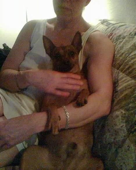 Dvaergpinscher Nuller - RIP† - du var en del af familien. selv mor græd.. det gør hun stadig. billede 3