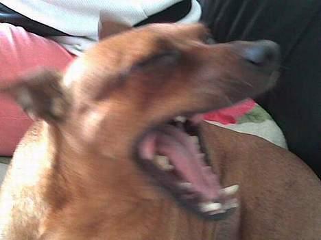 Dvaergpinscher Nuller - RIP† - verdens bedste vagthund. nu har du fred. billede 4