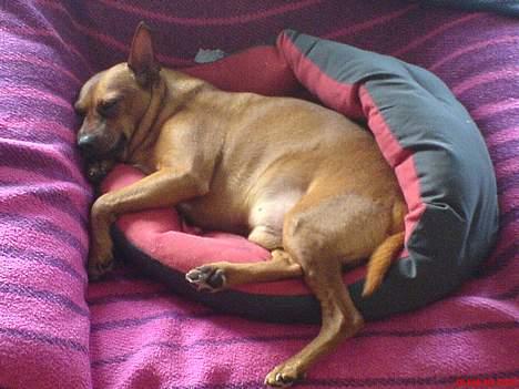 Dvaergpinscher Nuller - RIP† - når jeg ser sådan noget her, ved jeg at det aldrig bliver det samme. billede 5