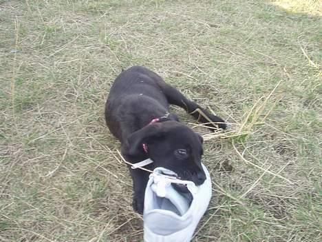 Blanding af racer Mini Rich - lidt tættere på billede 17