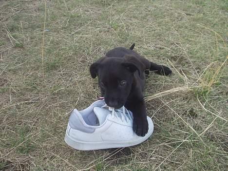 Blanding af racer Mini Rich - du går selv tur billede 18