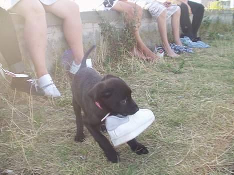 Blanding af racer Mini Rich - niocolai er helt vild med ta tage billeder af dig... billede 19