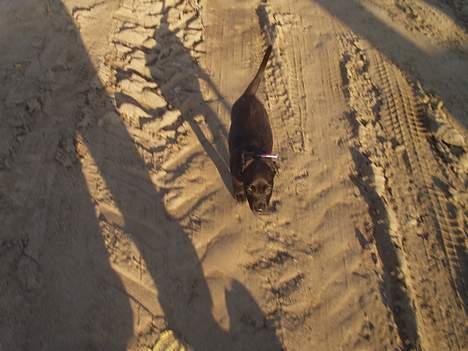 Blanding af racer Mini Rich - du er ikke så stor lille skatt men du er vokset med tiden... heldigvis... billede 20