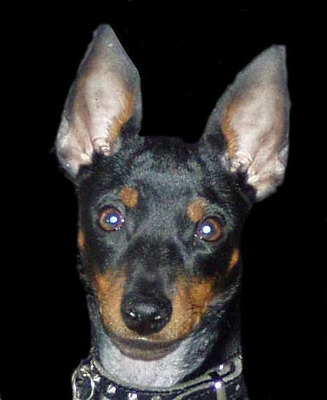Engelsk toy terrier Fifi Gong Gong    - Ja ja det er så mig billede 11