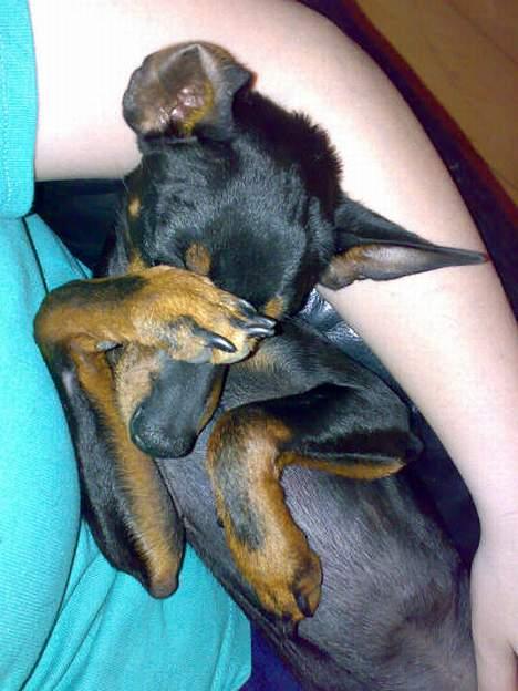 Engelsk toy terrier Fifi Gong Gong    - Jeg er en dejlig puttegris:0) billede 12