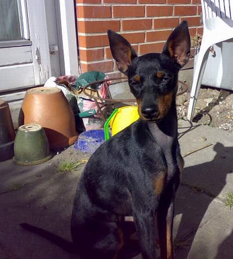 Engelsk toy terrier Fifi Gong Gong    - Den sol for mig altså til at misse med øjnene :0) billede 13
