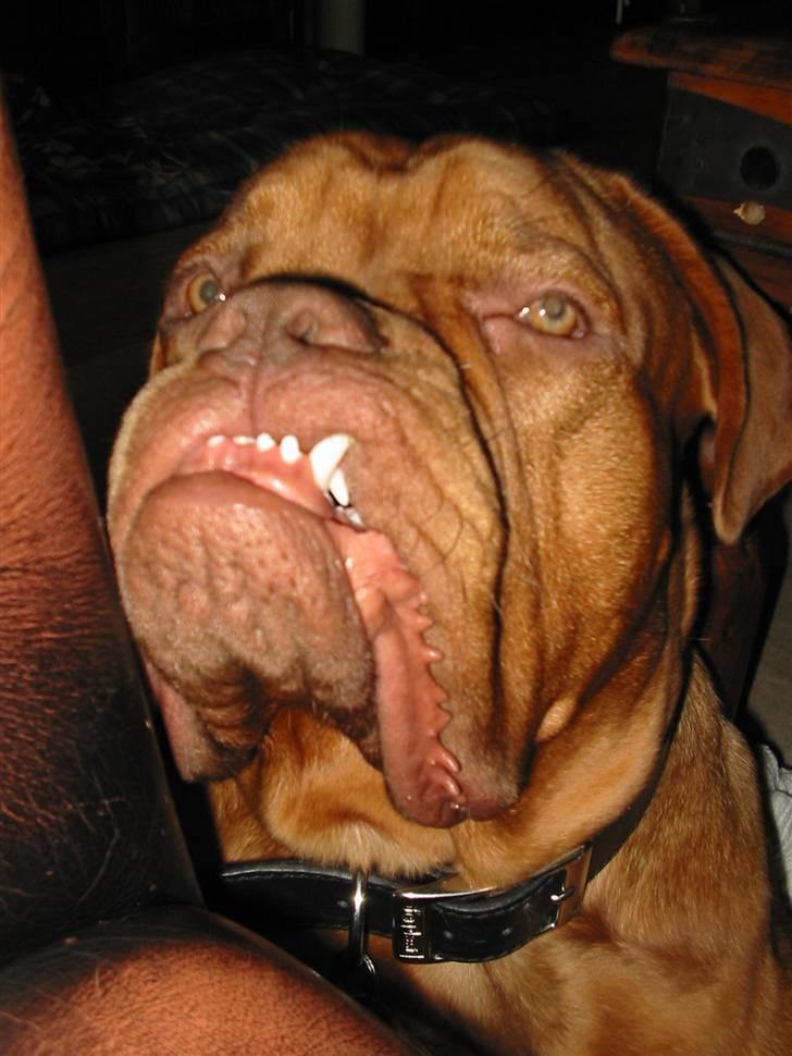 Dogue de bordeaux Onslow R.I.P - Jeg kan godt se mere bøvet ud... billede 1