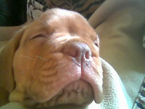 Dogue de bordeaux Onslow R.I.P - Snork... grynt... mmm... suk billede 2