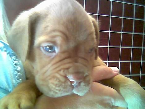 Dogue de bordeaux Onslow R.I.P - Kun 4 uger gammel billede 3