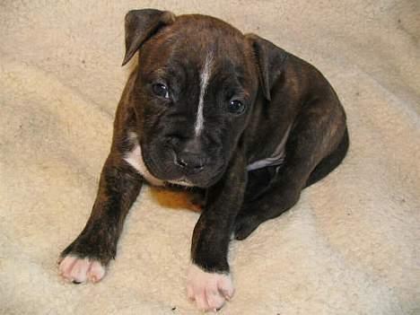 Amerikansk staffordshire terrier True-staff's Brindel king billede 1